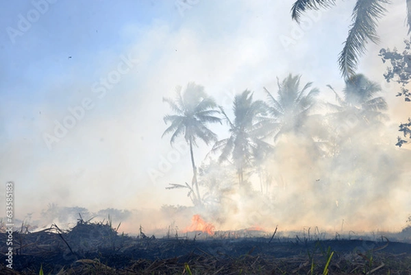 Fototapeta burned fields
