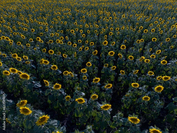 Obraz Sunflower fields diagonal shot from drone