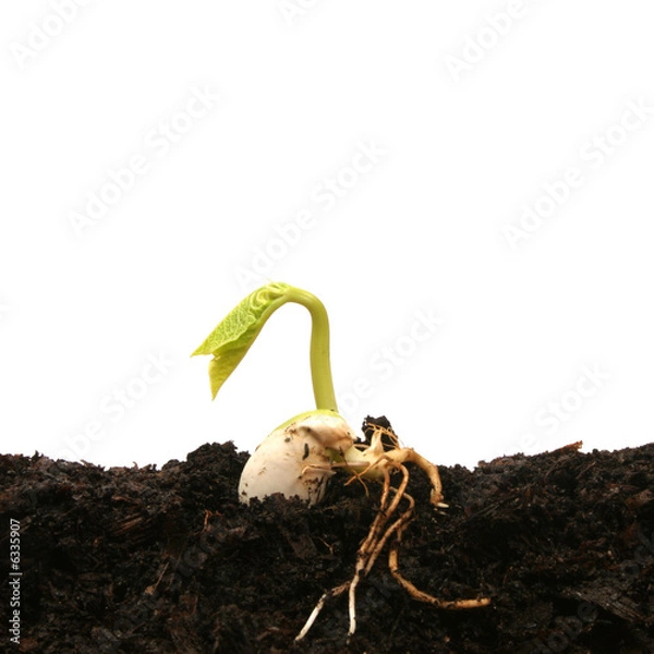 Obraz Kiełkujące ziarno fasoli