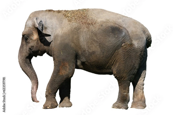 Fototapeta Elephant