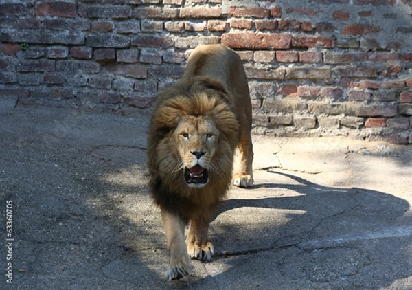 Obraz Lion