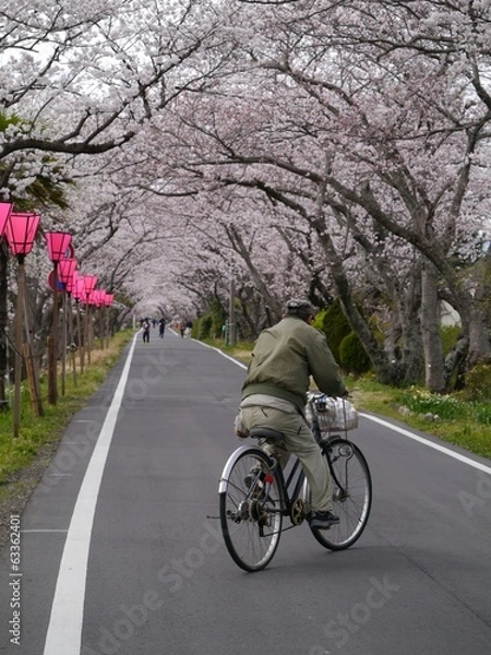 Fototapeta 満開の桜並木道
