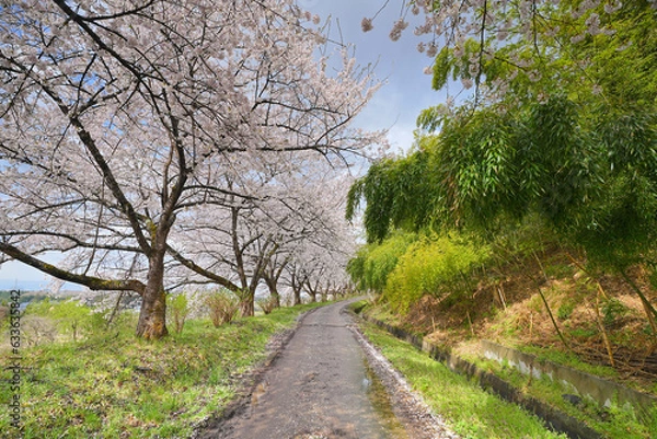 Fototapeta 桜並木