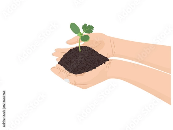 Fototapeta Soil for planting plants in the hands of a woman.