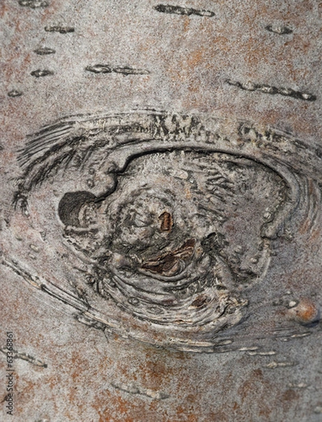Fototapeta bark. background