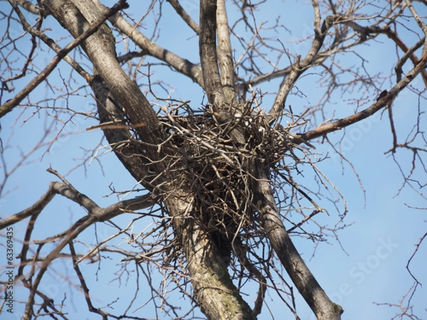 Fototapeta crow's nest in a tree