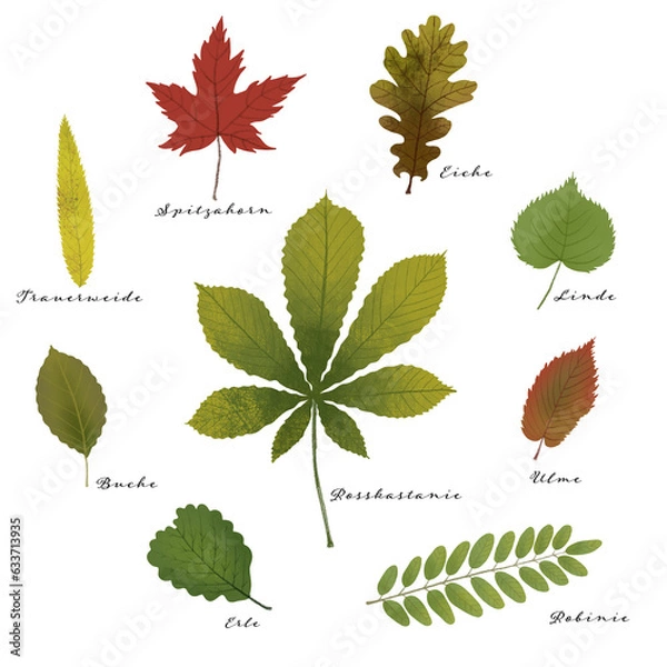 Obraz Collection of beautifully illustrated leaves. Decorative set of colorful oak, walnut and acorn leaves for decoration, banner, or educational content. High-quality illustration.