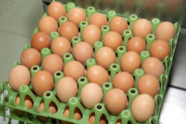 Fototapeta Fresh brown eggs on a transportation line on a modern poulty factory