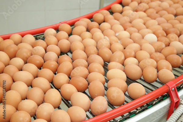 Fototapeta Fresh brown eggs on a transportation line on a modern poulty factory