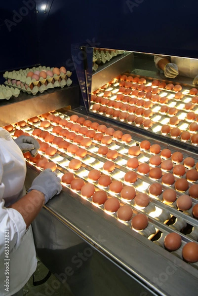 Fototapeta Fresh brown eggs on a transportation line on a modern poulty factory