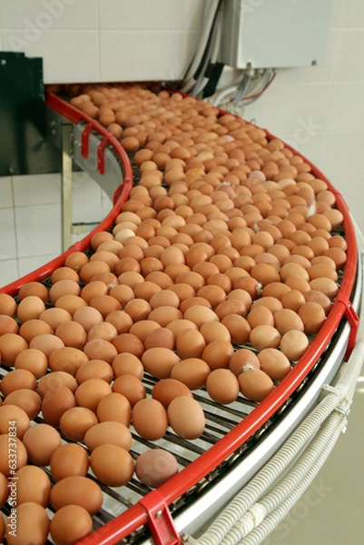 Fototapeta Fresh brown eggs on a transportation line on a modern poulty factory