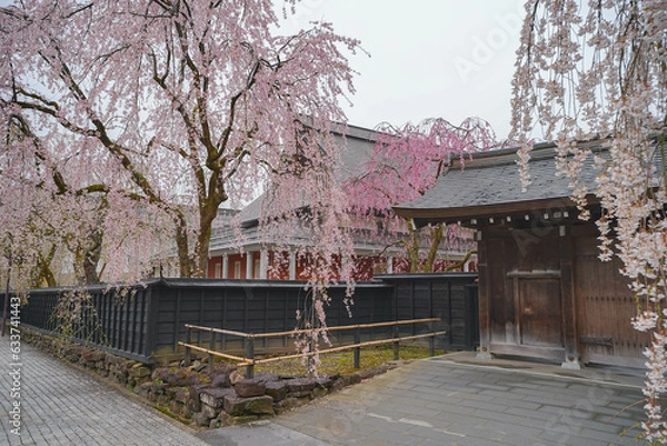 Obraz 角館の枝垂れ桜