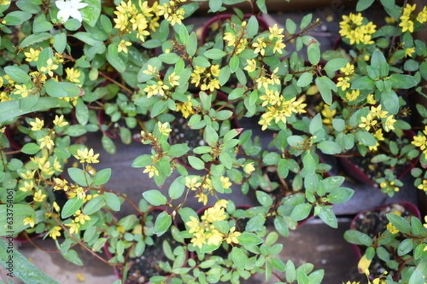 Obraz Small yellow flower on the ground