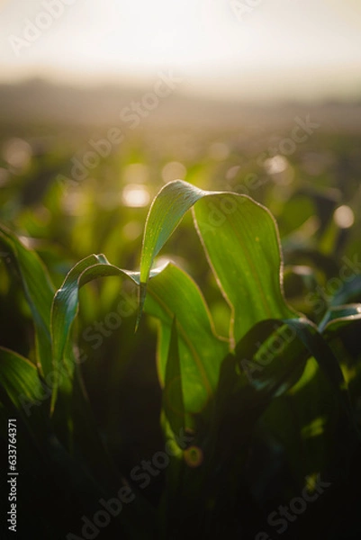 Obraz green grass and sun