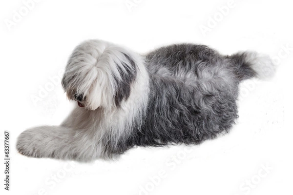 Obraz old english sheepdog