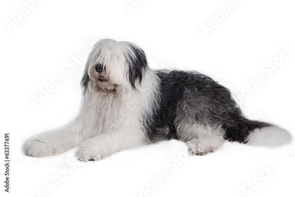 Obraz old english sheepdog