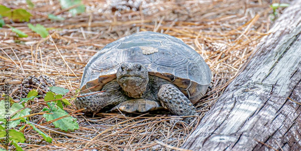 Fototapeta Gopher Tortoise