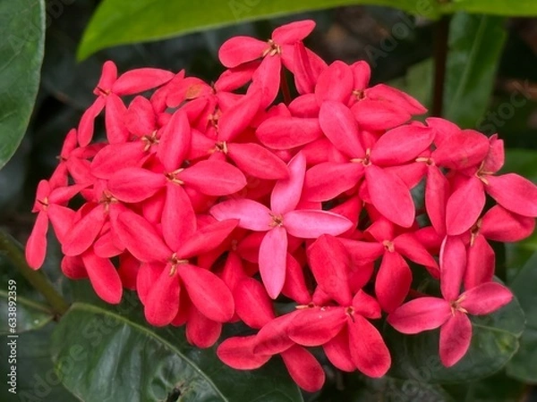 Obraz Hawaiian Flowers