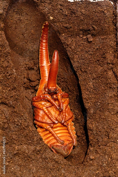 Fototapeta ヘラクレスオオカブトのサナギ