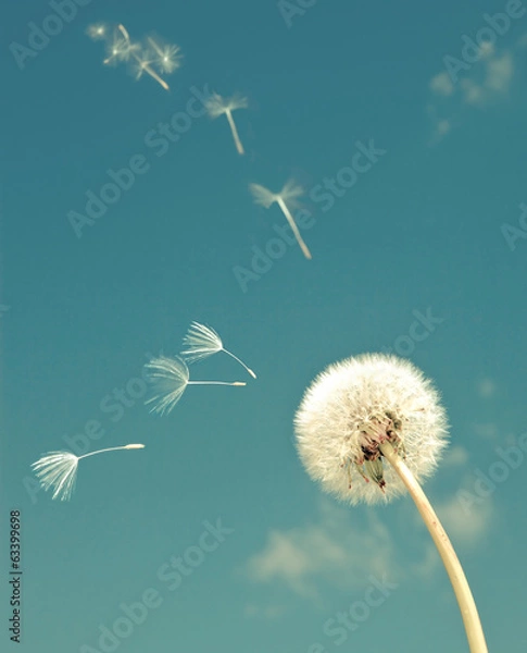 Fototapeta Dandelion and flying  fuzzes,with a retro effect