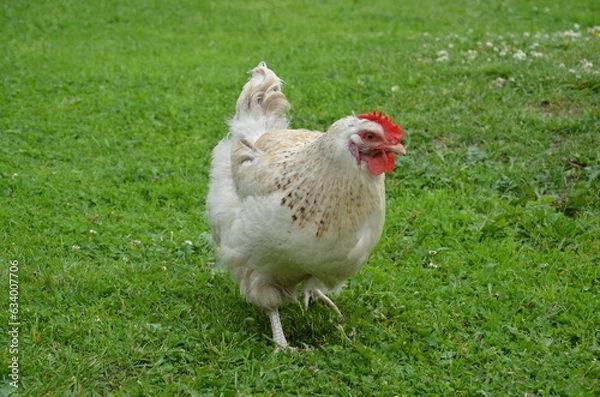 Obraz Hen on grass