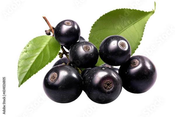 Obraz Jabuticaba fruit