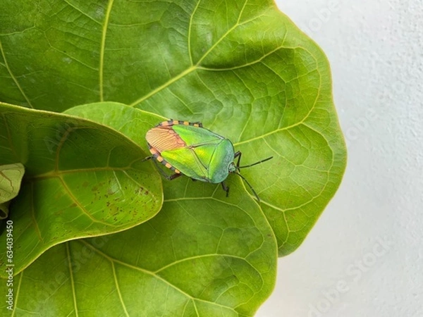 Fototapeta Green stinky bug on the green leaf with white background