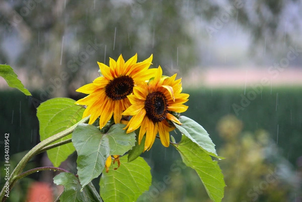 Obraz Big sunflower in the rain