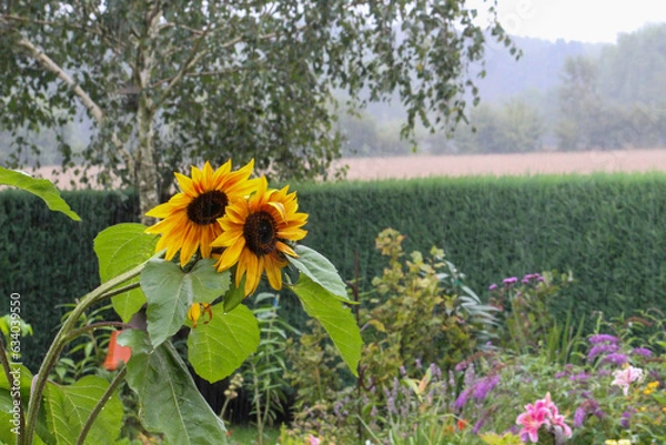 Obraz Big sunflower in the rain