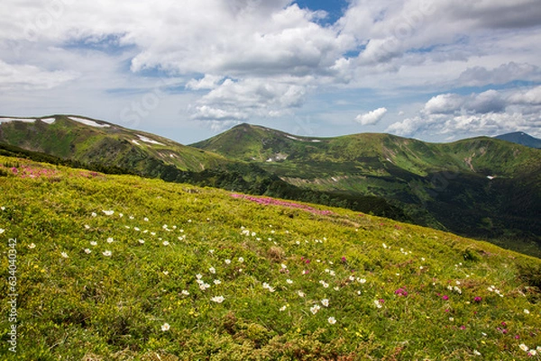 Fototapeta Flowering of the Carpathian rhododendron in the Carpathians.