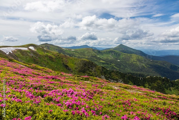 Fototapeta Flowering of the Carpathian rhododendron in the Carpathians.