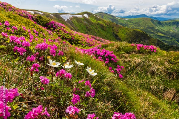 Fototapeta Flowering of the Carpathian rhododendron in the Carpathians.