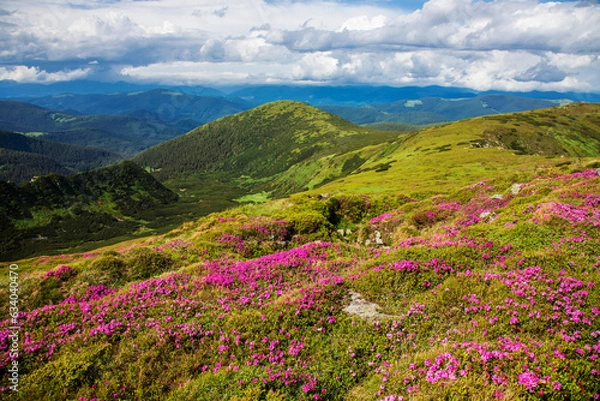 Fototapeta Flowering of the Carpathian rhododendron in the Carpathians.