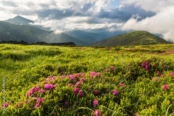 Fototapeta Flowering of the Carpathian rhododendron in the Carpathians.