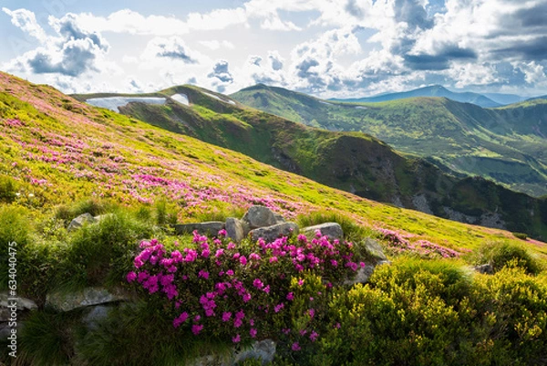 Fototapeta Flowering of the Carpathian rhododendron in the Carpathians.