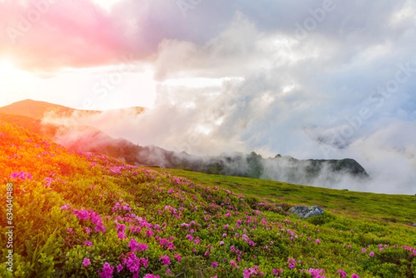 Fototapeta Flowering of the Carpathian rhododendron in the Carpathians in the evening light