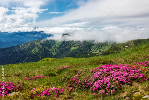 Fototapeta Flowering of the Carpathian rhododendron in the Carpathians.
