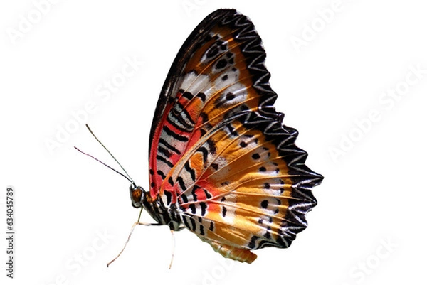 Fototapeta Butterfly, Insect, Animal image
