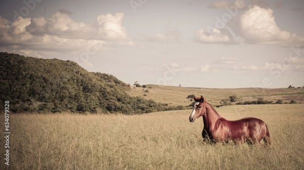 Obraz cavalos