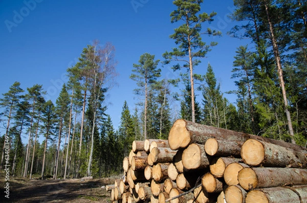 Obraz Timber stack of whitewood
