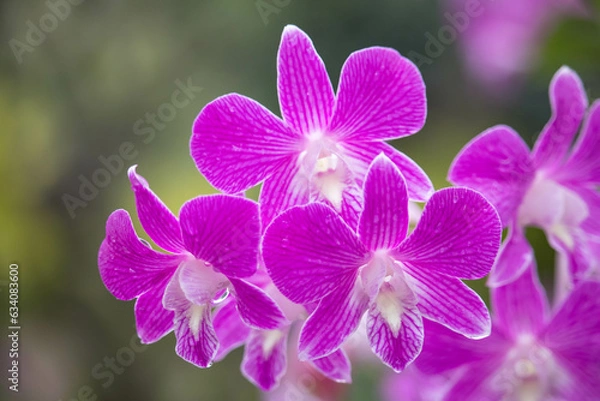 Fototapeta Close up raindrop on the petal of  purple pink orchid (Dendrobium) , beautiful nature and freshness of the flower after the rain.