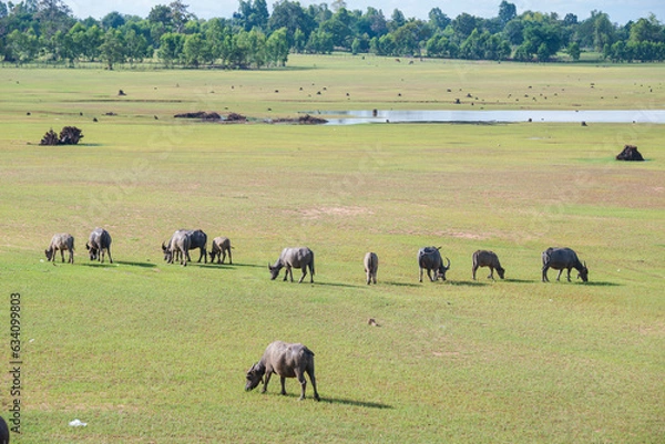 Fototapeta Herds of buffalo grazing on the grass beside the river.
