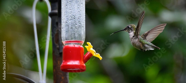 Fototapeta Hummingbird Tongue
