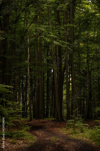 Obraz path in the woods