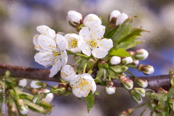 Fototapeta Cherry Blossoms