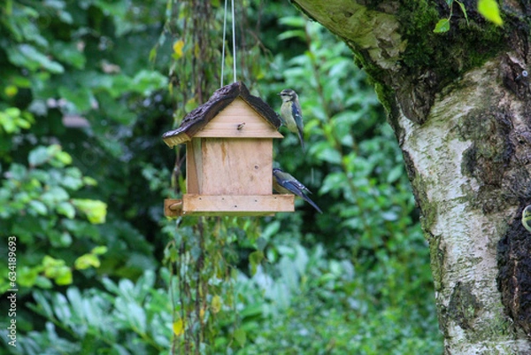 Obraz regular bird feeding in summer