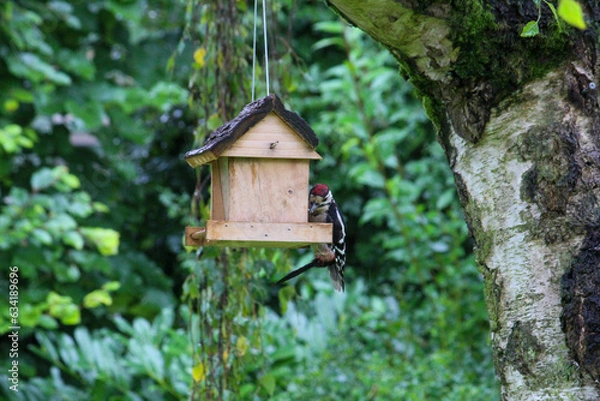Obraz regular bird feeding in summer