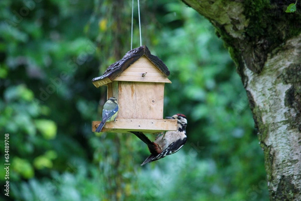 Obraz regular bird feeding in summer