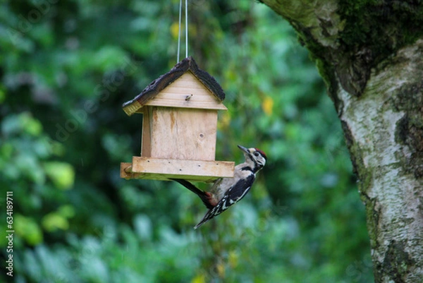 Obraz regular bird feeding in summer