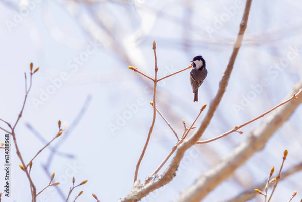 Fototapeta ハシブトガラ
